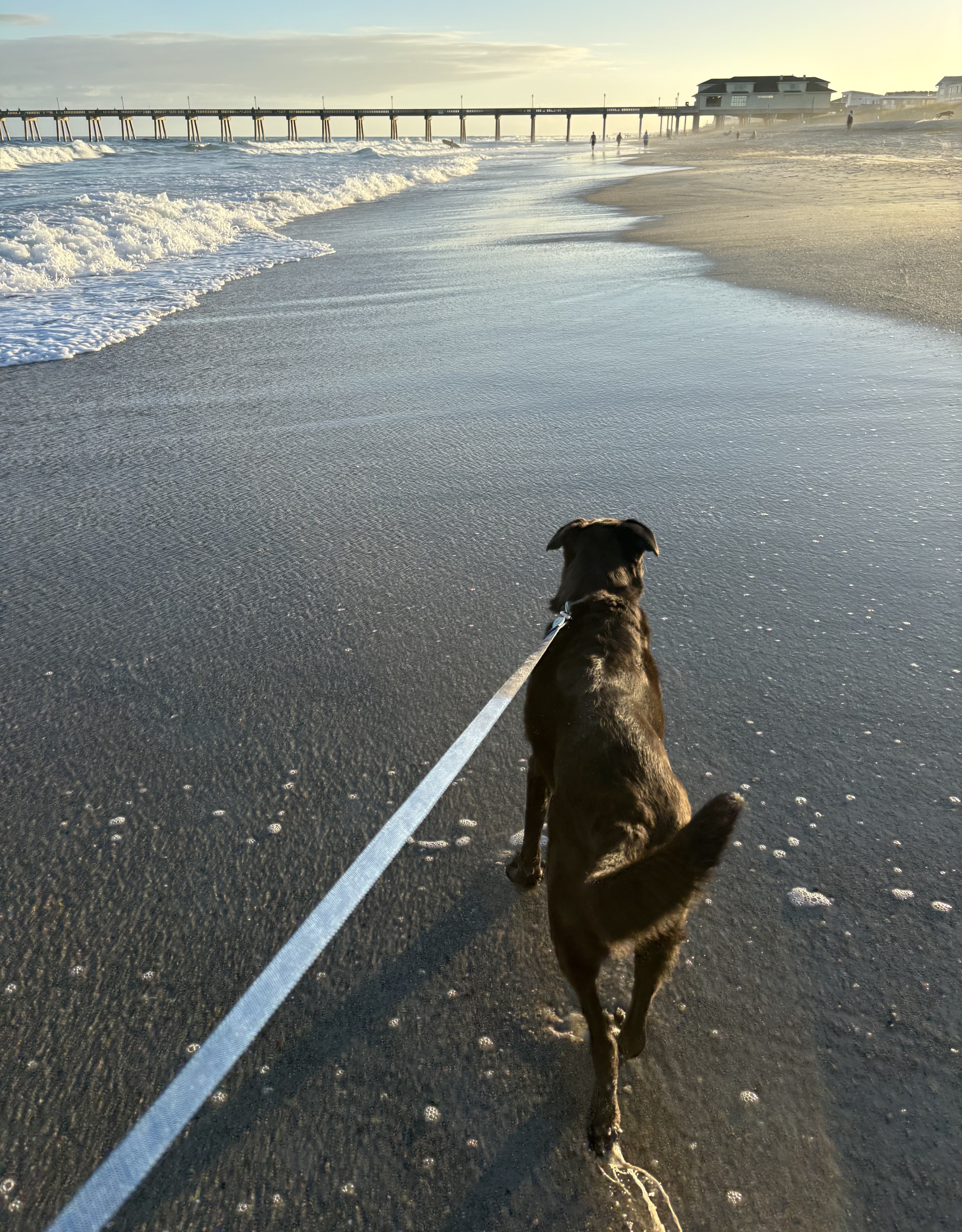 Dog on the beach in Wilmington, NC